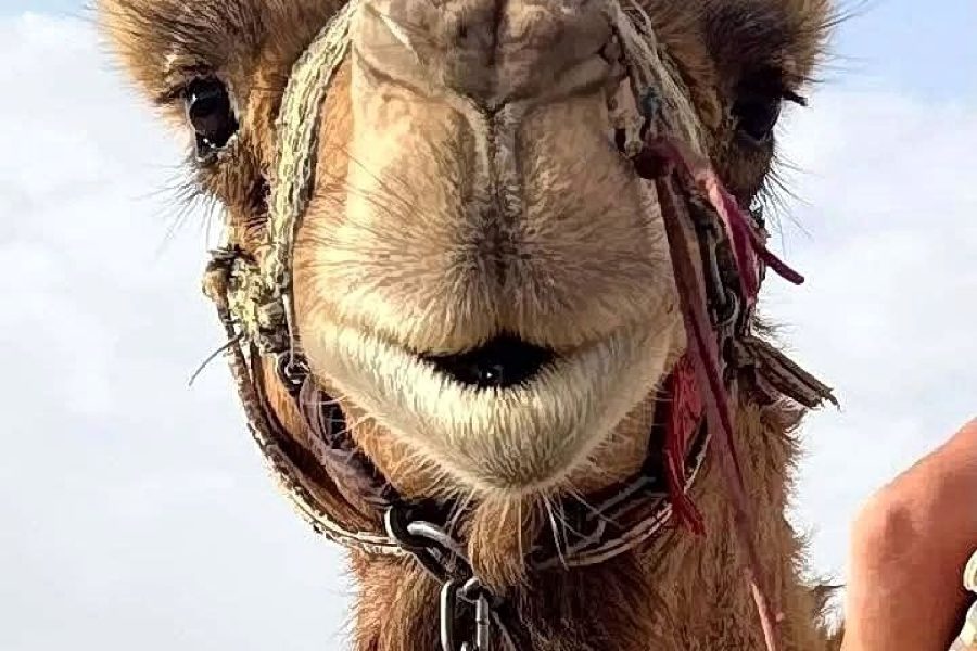 Bedouin Village, Camel Ride & Dinner