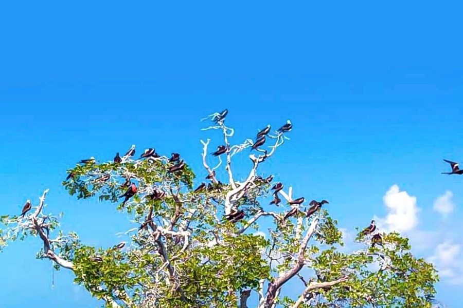 Ras Mohammed Park and Magic Lake (By Bus)