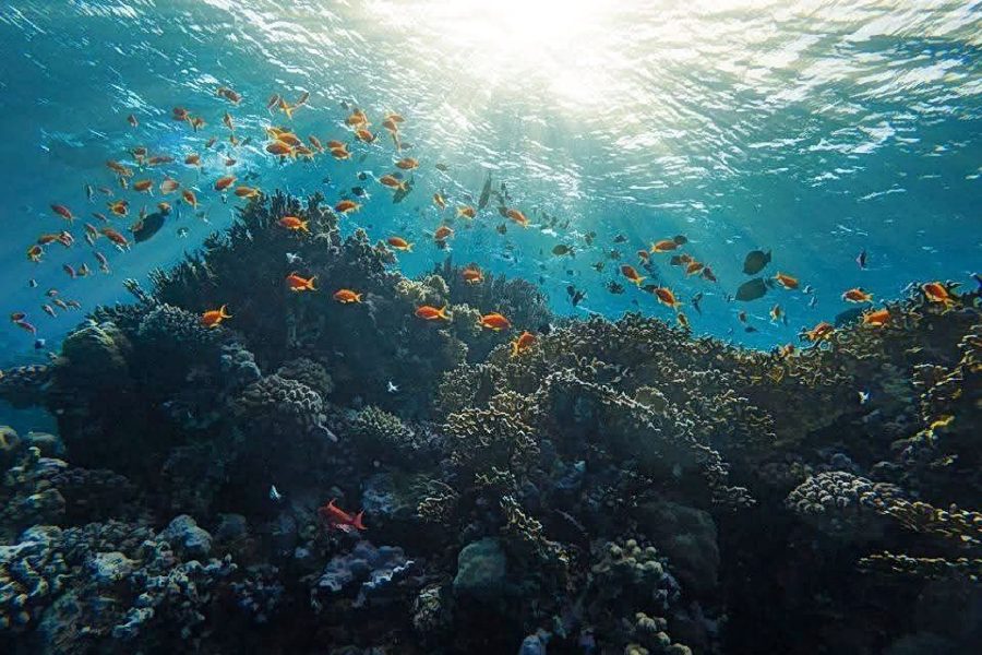 SCUBA DIVING